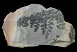 Pennsylvanian Fossil Fern (Sphenopteris) Plate - Kentucky #137740-1